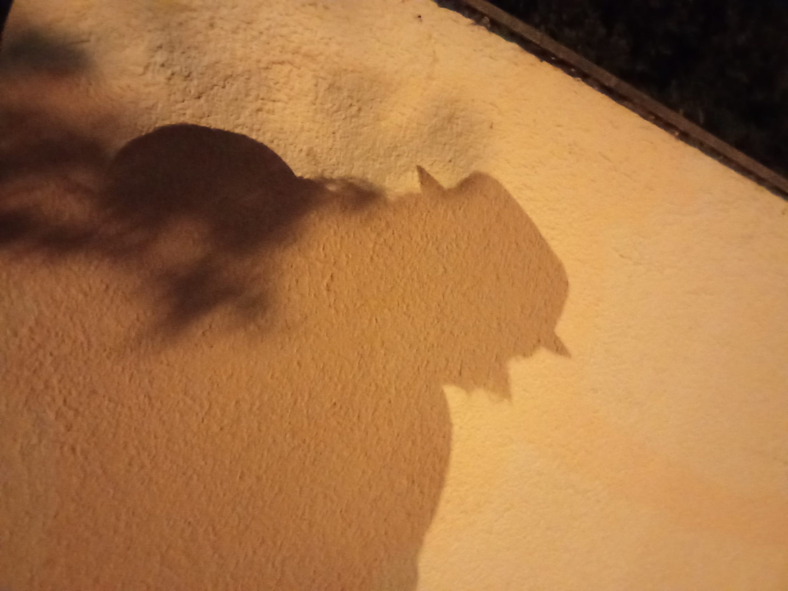 Der Kaiser schleicht um die Häuser.